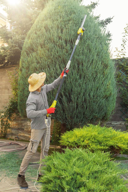 Professional Tree Removal and Landscaping Services in Mobile, AL